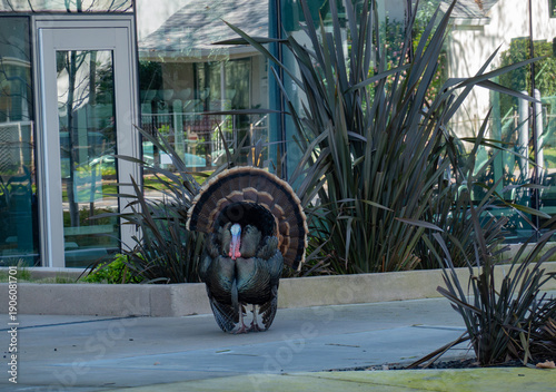 Fotografie Male wild turkey displaying in an urban setting