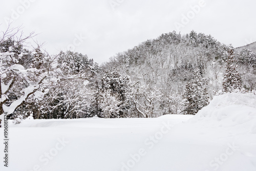 豪雪地帯の木々