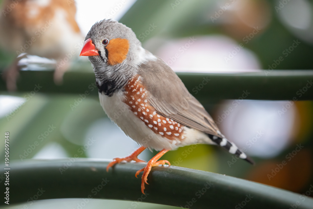 Naklejka premium Zebra Finch Taeniopygia guttata Bird