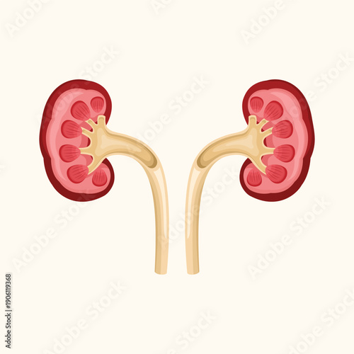Medical illustration of human kidneys showing urinary system anatomy in a simple flat vector style for health education.