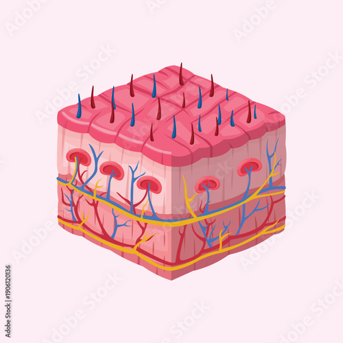 An educational illustration of human skin layers including epidermis dermis and blood vessels for anatomy and skincare concepts.