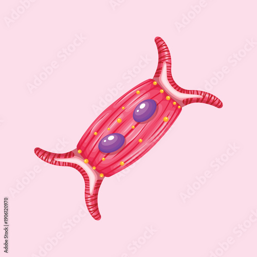 A detailed illustration of a human muscle cell structure showing nuclei and fiber composition for biology and medical education visuals.