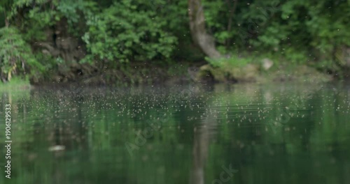 Mosquito swarm hovering over Una River, Bosnia, with lush forest reflection. Insect breeding habitat, disease vector concept