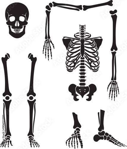 Human skeletal system components, educational and anatomical black and white vector illustration