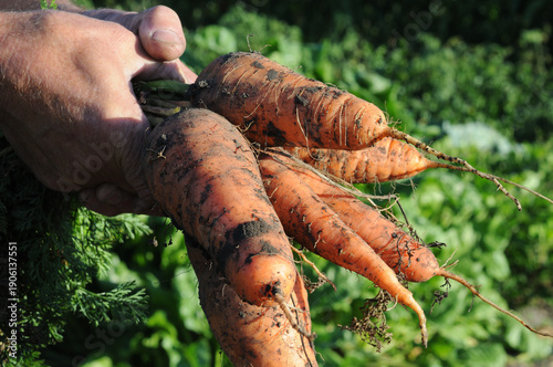 Carrots in the hands of a farmer. Harvesting vegetables.