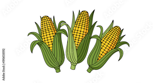 Three ears of fresh yellow corn vegetable illustrated with green husks against a white background