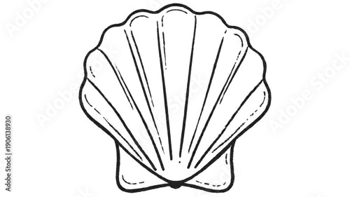 An open scallop seashell with a marine fan shape is an empty nature object isolated on a white background for an ocean beach design concept