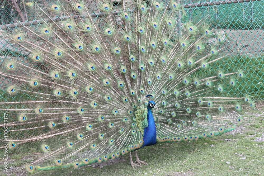 Obraz premium peacock with feathers