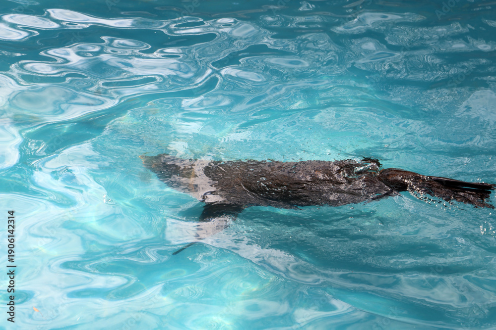 Obraz premium Black seal swimming upside down in clear blue pool water aquarium.