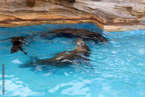 Wallpaper Mural Black seal swimming upside down in clear blue pool water aquarium. Torontodigital.ca