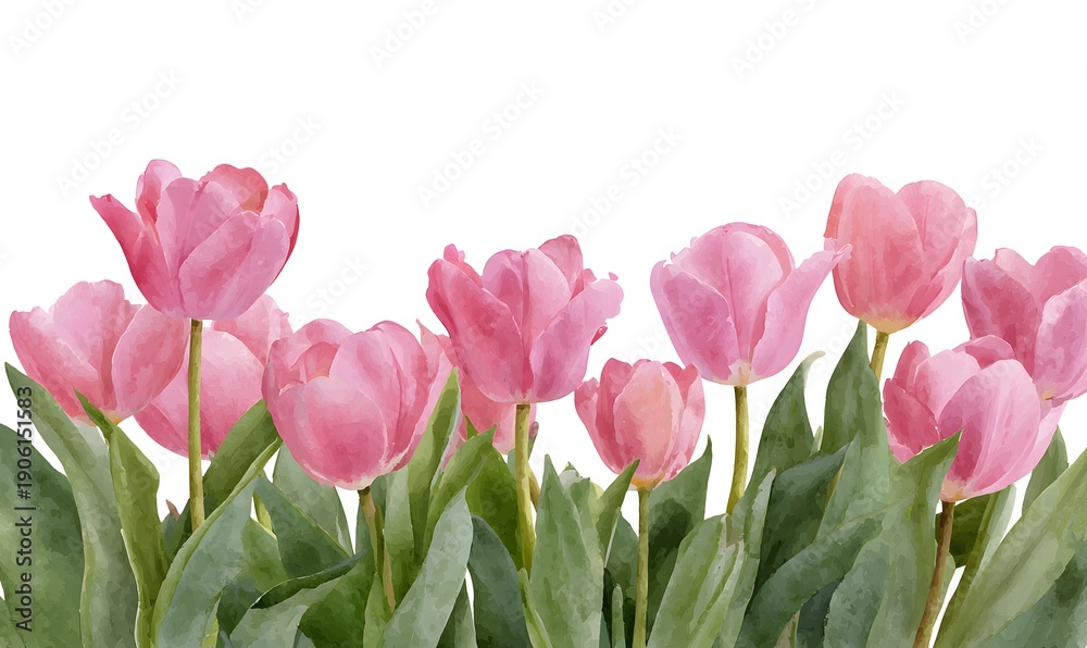 Fototapeta premium watercolor illustration of a row of pink tulips, bottom border, isolated on white background