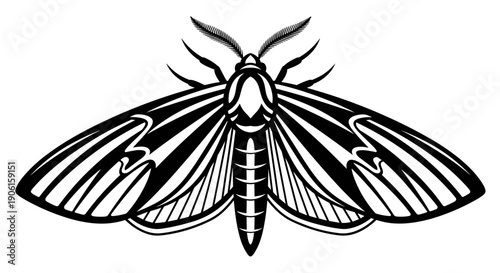 Black and White Illustration of Moth.