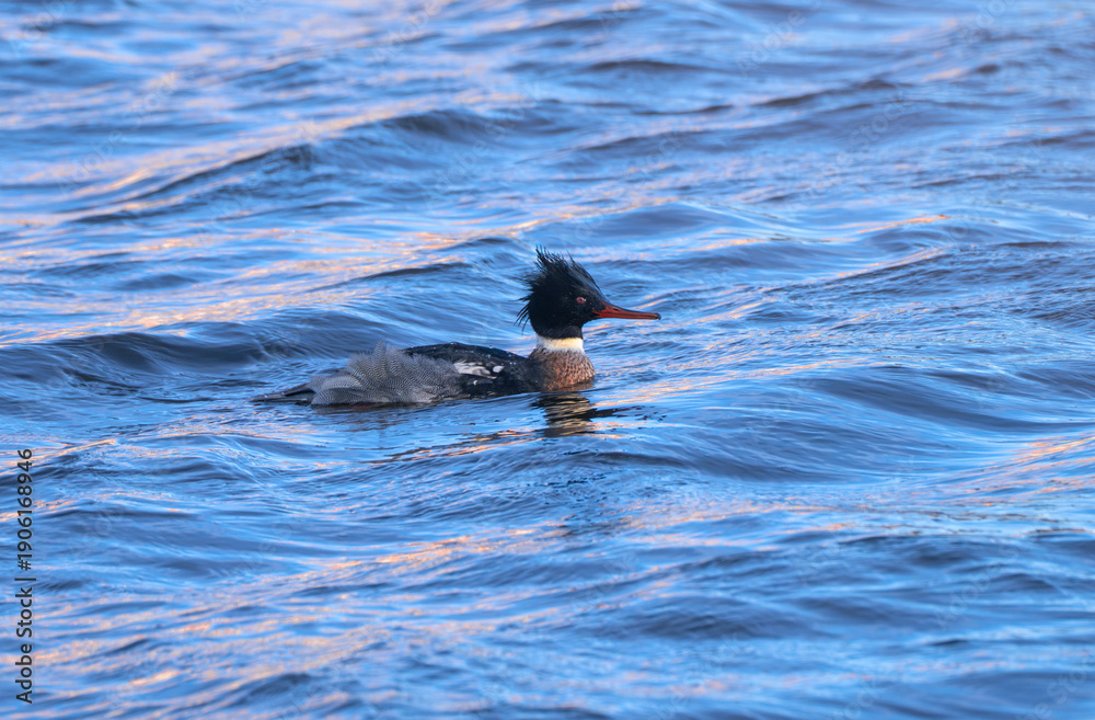 Obraz premium close up on Red-breasted merganser on river
