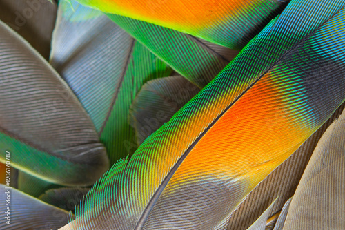 Beautiful colorful group parrot feather pattern texture luxury for background