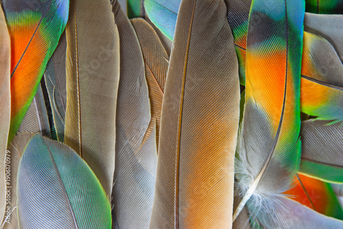 Beautiful colorful group parrot feather pattern texture luxury for background