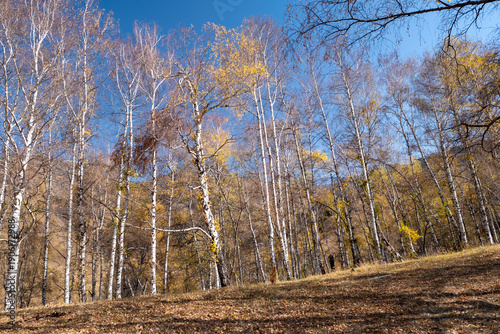 Wallpaper Mural Autumn mountain landscape in Kaskelen Gorge near Almaty, Kazakhstan. Colorful forest, golden foliage and scenic valley. Ideal for travel, tourism and nature background concepts. Torontodigital.ca