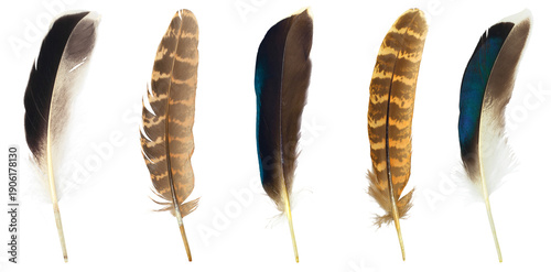 Beautiful collection feather isolated on white background