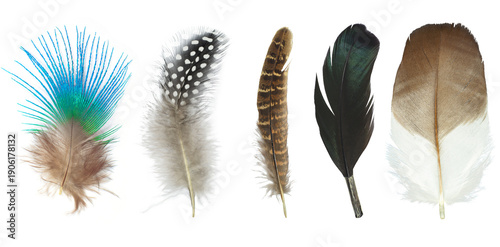Beautiful collection feather isolated on white background
