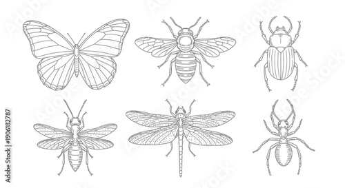 Detailed line art illustration of various insects including a butterfly, bee, dragonfly, and beetles on a white background.