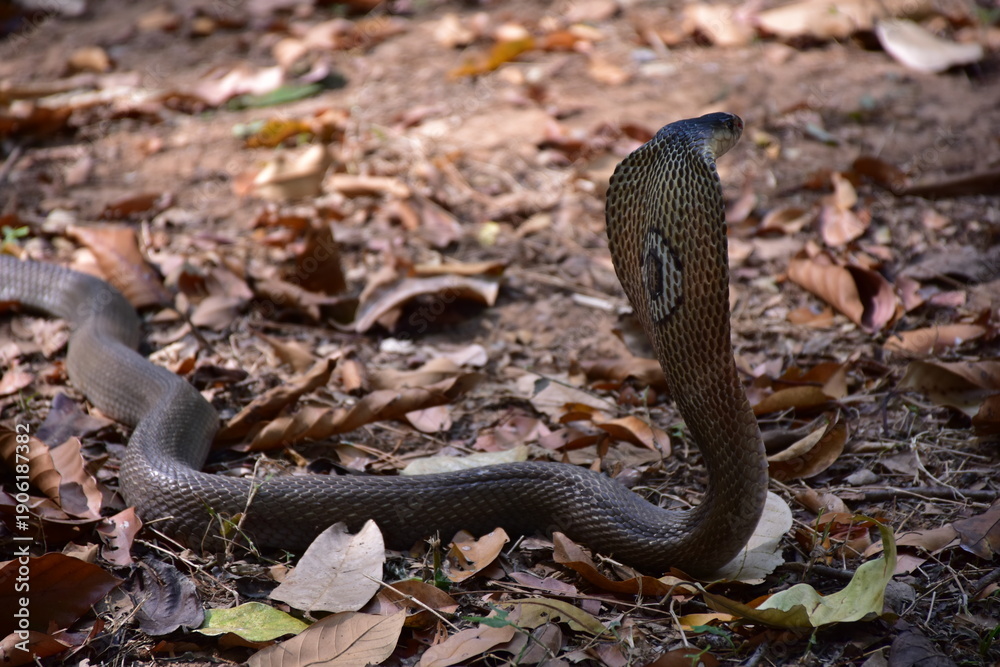 Obraz premium Adult Monocled cobra aka Naja kaouthia snake, Monocled cobra, Naja kaouthia, Naja kaouthia MONOCELLATE COBRA. Venomous. Photograph shows hood pattern