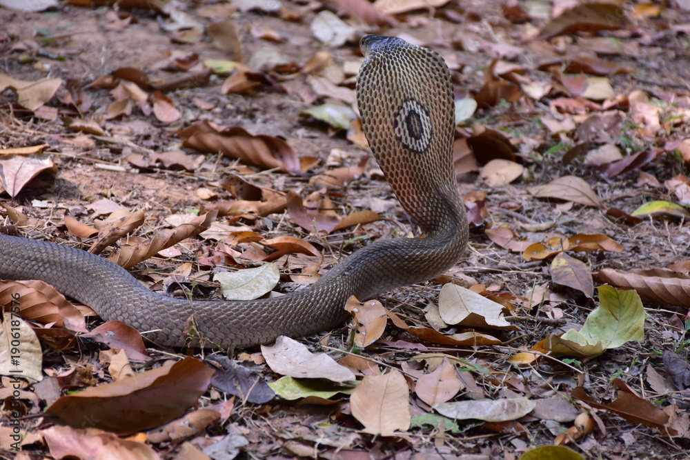 Fototapeta premium Adult Monocled cobra aka Naja kaouthia snake, Monocled cobra, Naja kaouthia, Naja kaouthia MONOCELLATE COBRA. Venomous. Photograph shows hood pattern