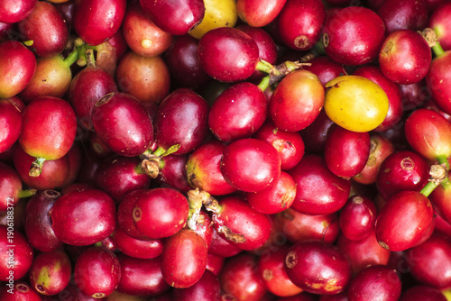 Tableau sur toile Ripe Red coffee bean berry fresh seed tree growth green eco organic farm
