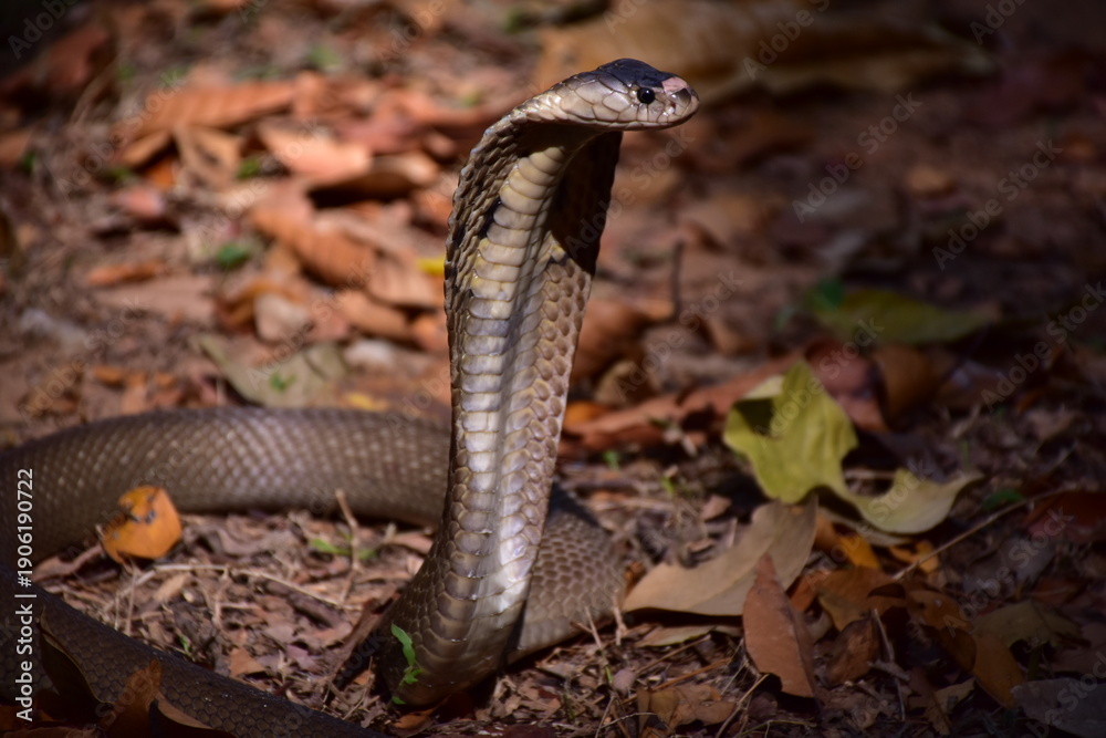 Fototapeta premium Naja kaouthia, Monocle,The monocled cobra (Naja kaouthia)