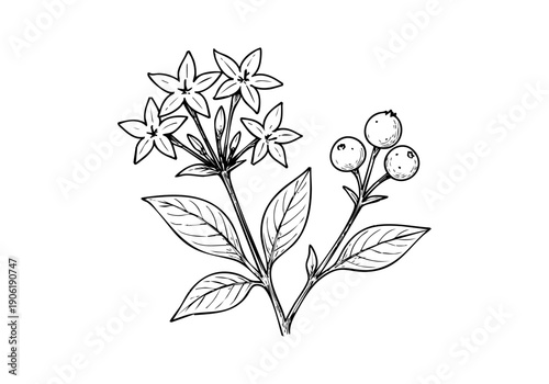 Pentas Flower Hand Drawn Illustration Vector by AZ for Books, Arts, Design and Decoration Graphic Asset