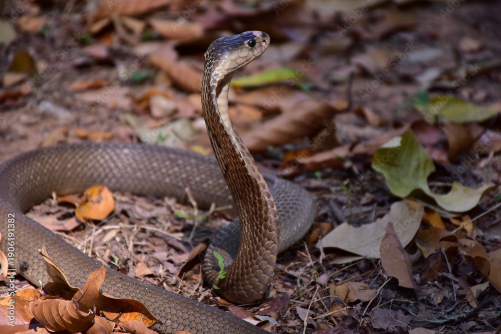 Fototapeta premium Naja kaouthia, Monocle,The monocled cobra (Naja kaouthia)