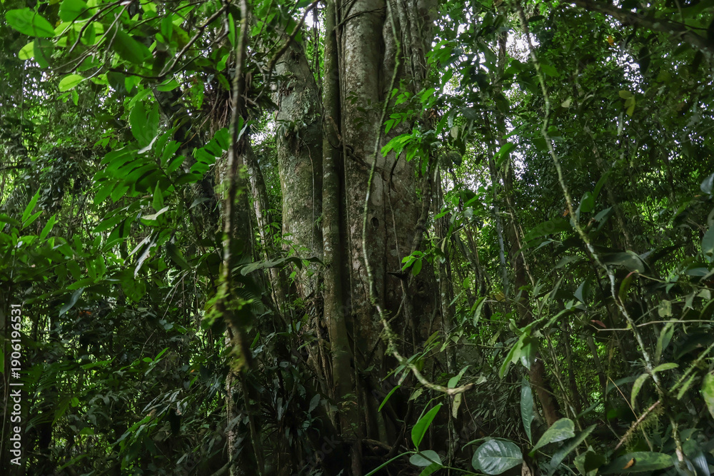 Fototapeta premium Dense tropical rainforest vegetation and tall trees