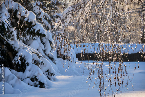 Icy tree branches illuminated by the sun