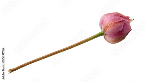 unopened flower bud on thin stem background isolated on a Transparent background, PNG file.
