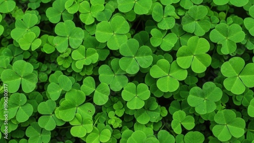 Vibrant green shamrock leaves in a lush meadow