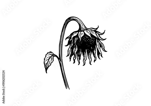 Sunflower Hand Drawn Illustration Vector by AZ for Books, Arts, Design and Decoration Graphic Asset