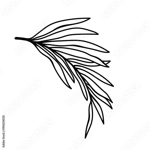 Coconut or date palm branch, vector icon. Tropical plant leaves, Hawaiian exoticism. Hand drawn silhouette, black and white clipart. Cocos nucifera drawing, botanical line art. Floral element, frond