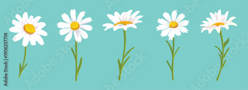 five white daisies with green stems on a vibrant blue