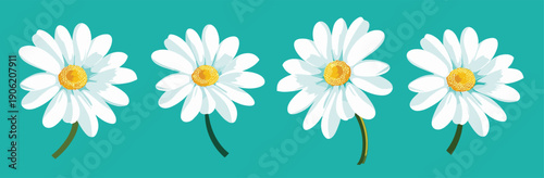  illustration of four white daisies with yellow centers on 