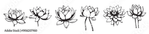  lotus flower floral botanical flower isolated illustration