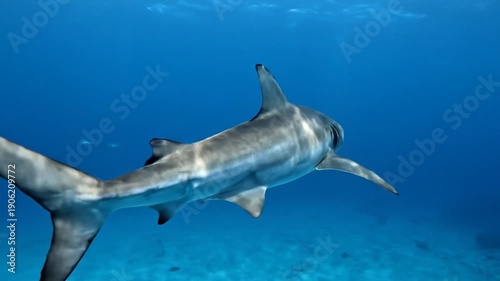 Wallpaper Mural Underwater view of a tiger shark swimming in the ocean with fins and tail visible in clear blue water Torontodigital.ca