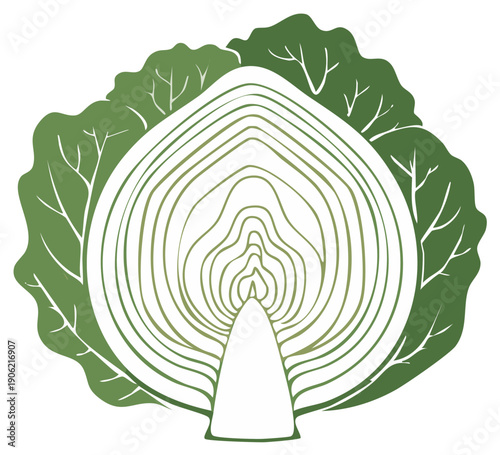 Graphic cross section of a fresh green cabbage with organic abstract line patterns