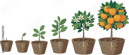 Orange tree growth stages illustration showing plant development from seedling to fruiting tree in pots, botanical lifecycle diagram for agriculture, gardening education, and farming concepts