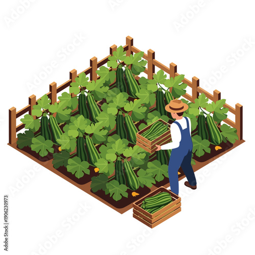 Farmer harvesting cucumbers in a garden with lush green plants.