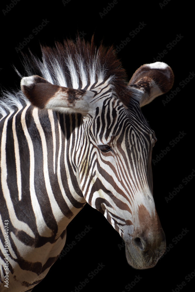 Fototapeta premium The Grevy's zebra or imperial zebra, is the largest extant wild equid and the largest and most threatened of the three species of zebra, the other two being the plains and the mountain zebra. 
