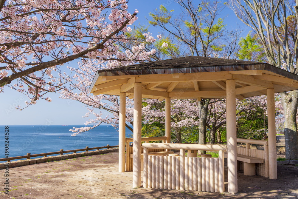 Fototapeta premium 桜満開・神戸市須磨浦公園の春