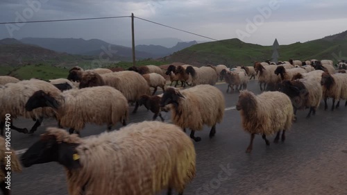 A flock of sheep walks along an asphalt road in the mountains