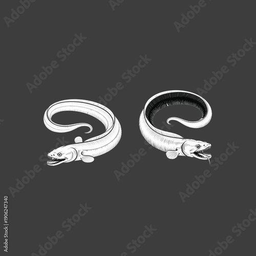 Hand drawn predatory moray eel vector illustration set with aggressive open mouth detail for ocean wildlife and marine sea monster design themes