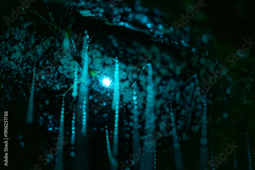 Tableau sur toile Close up of bioluminescent glow worms illuminating on rock wall with blue natural light
