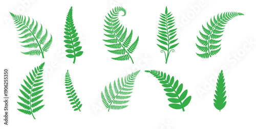 green fern leaves collection botanical illustration forest 