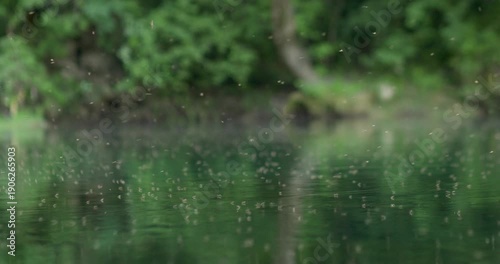 Cloud of mosquitoes and tiny flying insects gathering above the surface of the Una River in Bosnia. Natural forest riverside scene illustrating insect activity in a freshwater ecosystem.