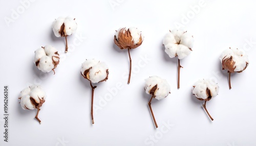 A collection of cotton bolls arranged artistically against a clean white background
